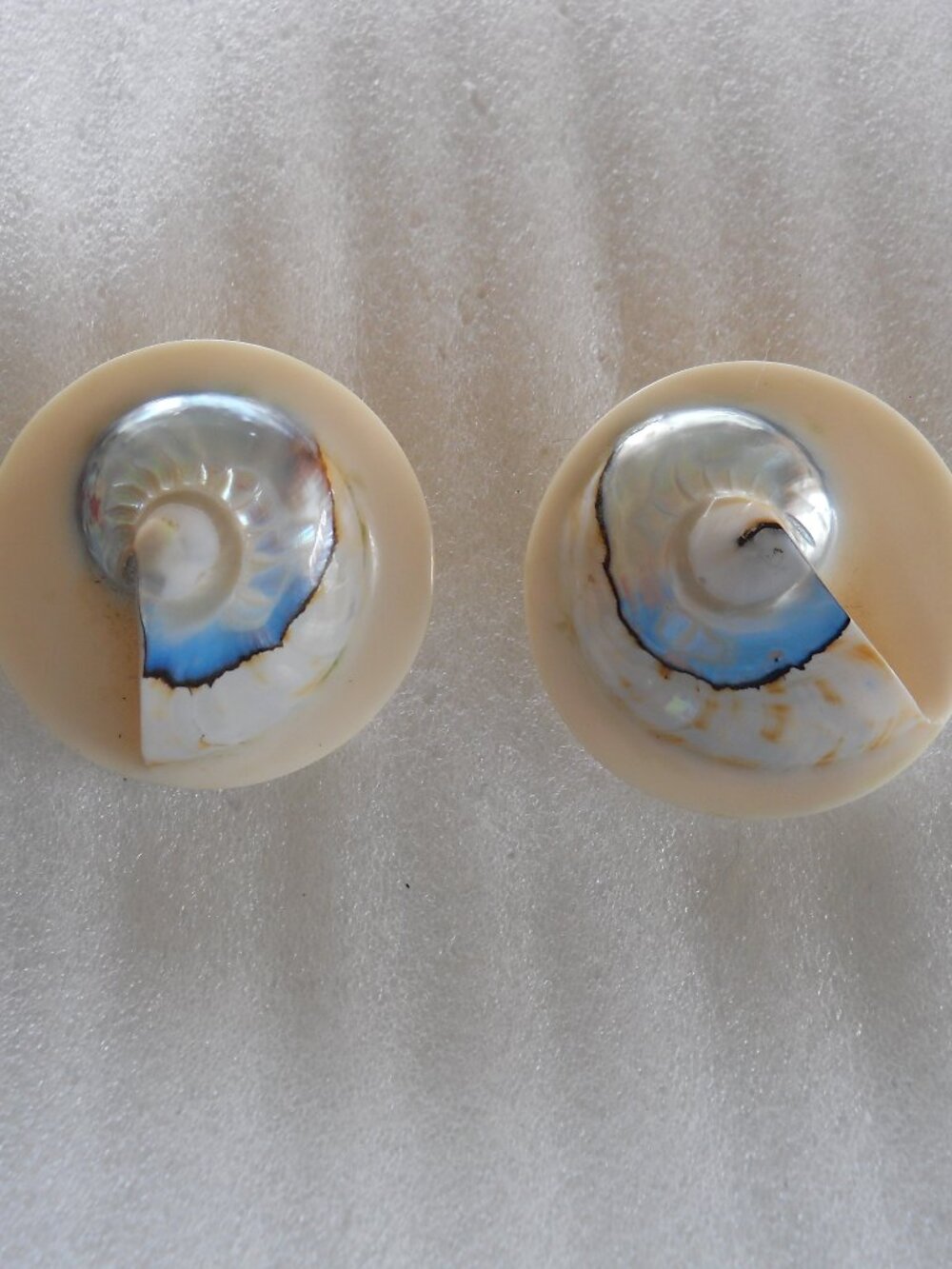*SALE* Shell Earrings 1125